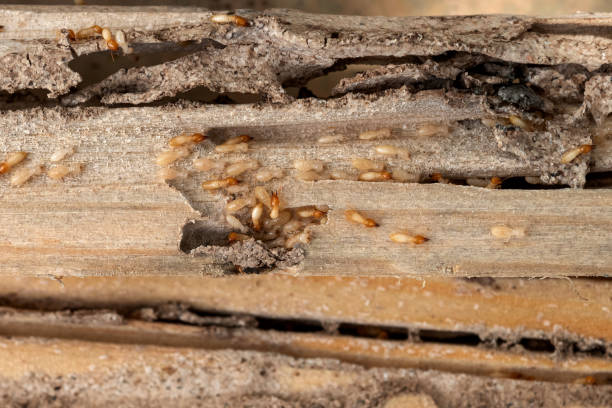Best Local Pest Control Services  in Hillsborough, NC